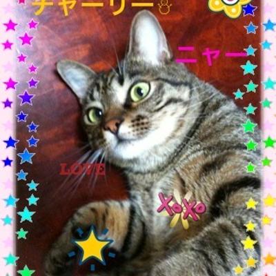 Avatar for Flock of Cats 🐈 🐈 🐈 🎄