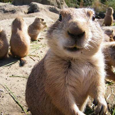 Avatar for Prairie_Dog