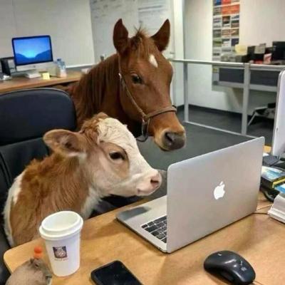 Avatar for 狗勾嗅觉感应器鉴赏系优秀毕业生