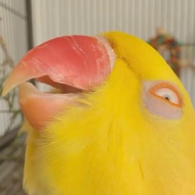 Avatar for 狗勾嗅觉感应器鉴赏系优秀毕业生