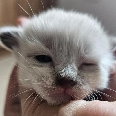 Avatar for Se fuerte patrisio