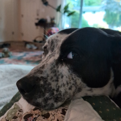 Avatar for Cadmus 🌲