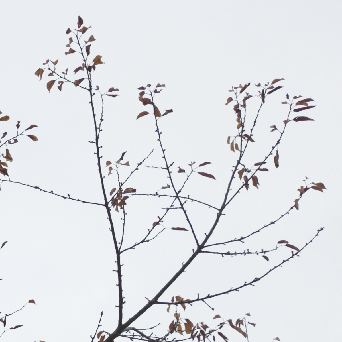 Avatar for hikari 🌟 (fell out of the sky)