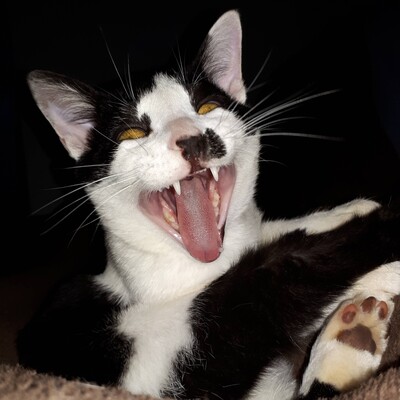 Avatar for Daltux 🐈‍⬛