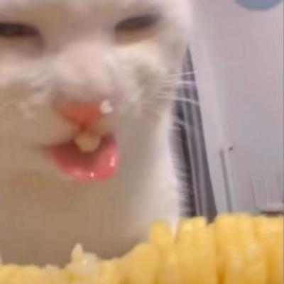 Avatar for 🧸:blackcat_shizijia: