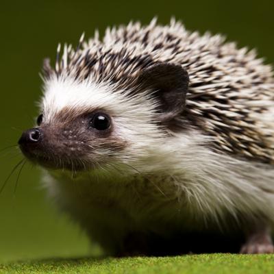 Avatar for wolnyjez