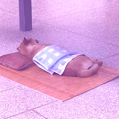 Avatar for 活着的花有一万种开法 :blobcatlesbian: