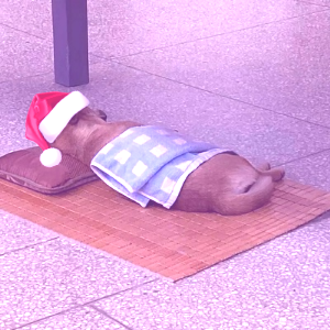 Avatar for 活着的花有一万种开法 :blobcatlesbian: