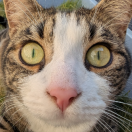Avatar for Random Cat Every Hour