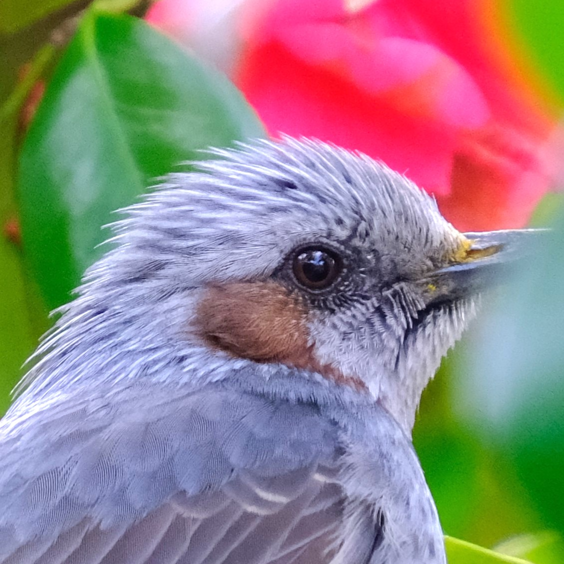 Avatar for とるねど:meowcomfycamera:🕊️