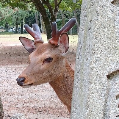 Avatar for 鹿,カエル,あるいは片栗粉