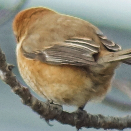 Avatar for :kizi_ka__qq: