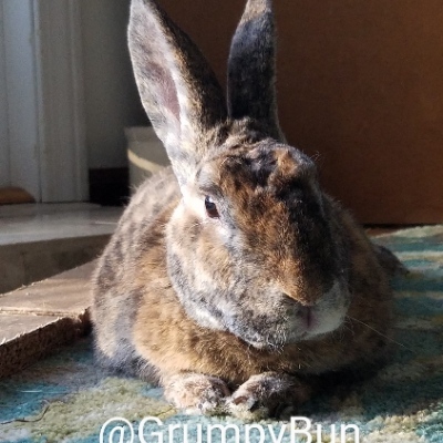 Avatar for GrumpyBun