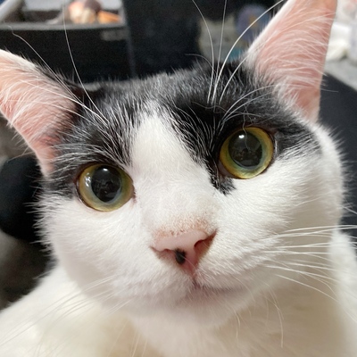 Avatar for ぶんちゃん 🐈㌠