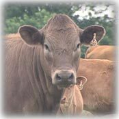 Avatar for Beefalo :verified: