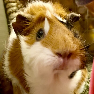 Avatar for 寿ななな