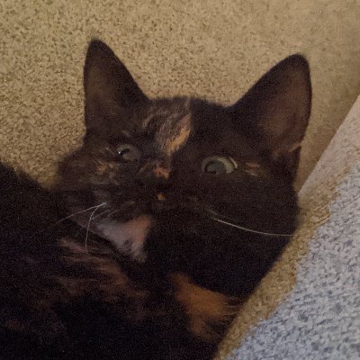 Avatar for hugovangalen  🤖 🕹️ 😼