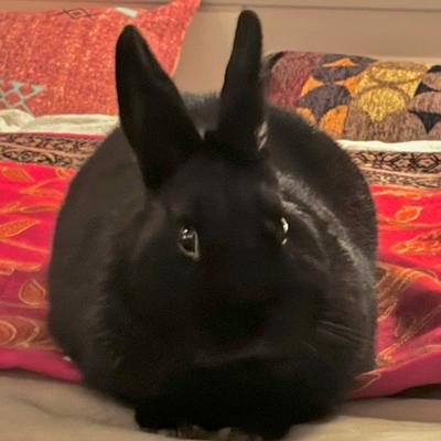 Avatar for Lola