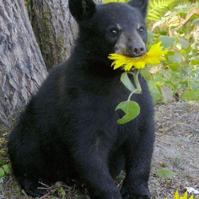 Avatar for Eduardo Walter