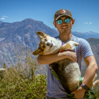 Avatar for Corgi Dad