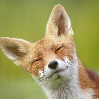 Avatar for Vixen News