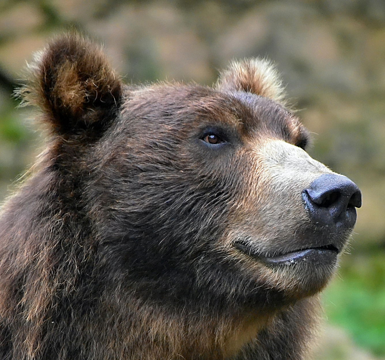 Avatar for Ку 🇧🇬🇪🇺:neobear_computing: