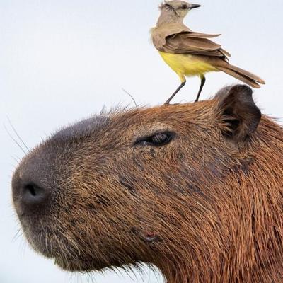 Avatar for The Human Capybara