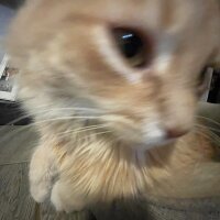 Avatar for KatKoder