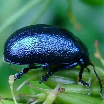 Avatar for Robert Wolff