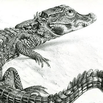 Avatar for Stuffed Crocodile