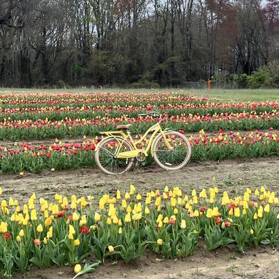 Avatar for Sharon McCarthy