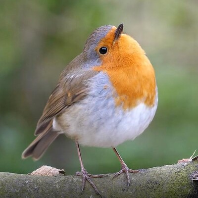 Avatar for Bath Nature