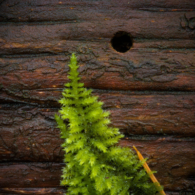 Avatar for treeful