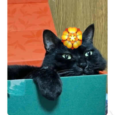 Avatar for しゃのわーる
