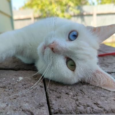 Avatar for dash (PerfectDark)