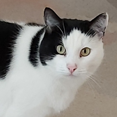 Avatar for Cat Reviews