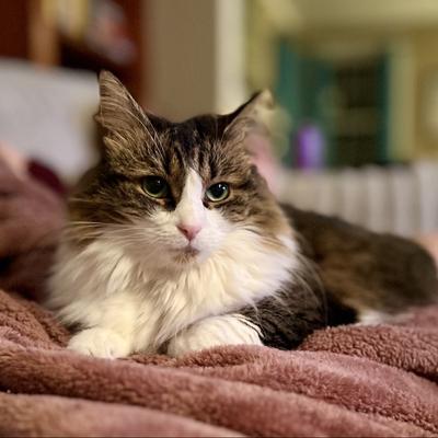 Avatar for Chris Geoghooligan ✊