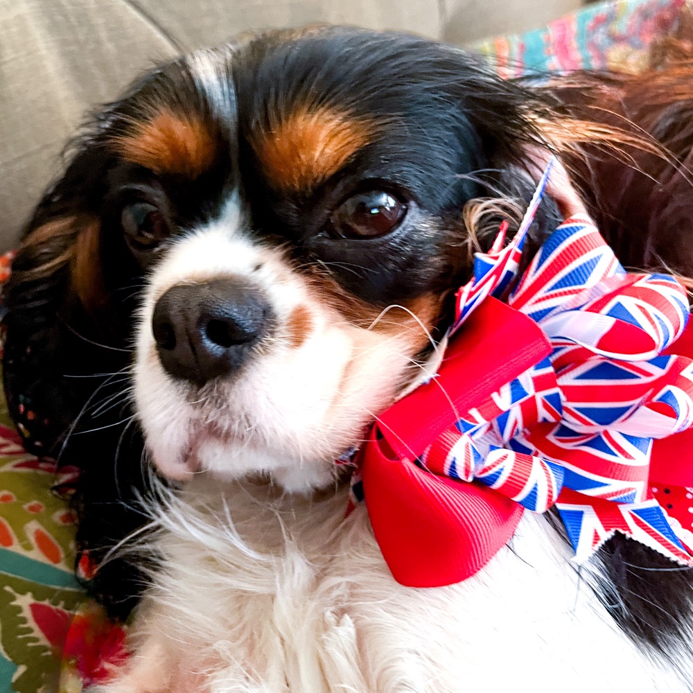 Avatar for Jennifer C