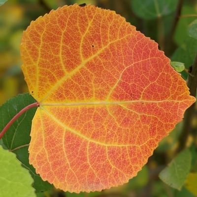 Avatar for Lee from Colorado