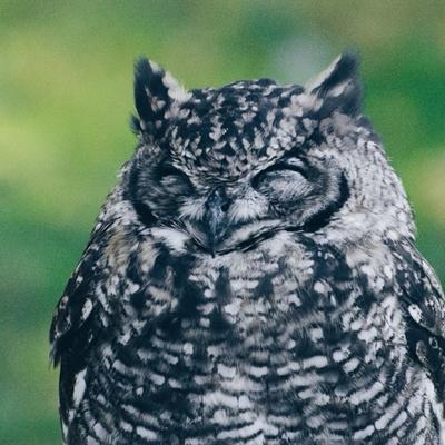 Avatar for Owl Eyes