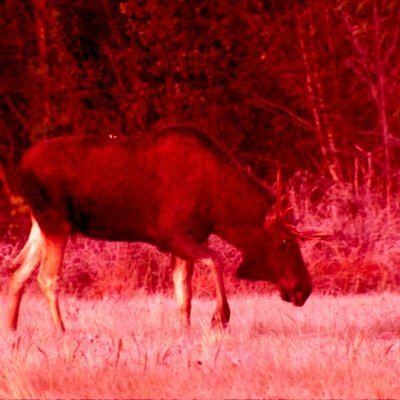Avatar for A. No, née: Moose
