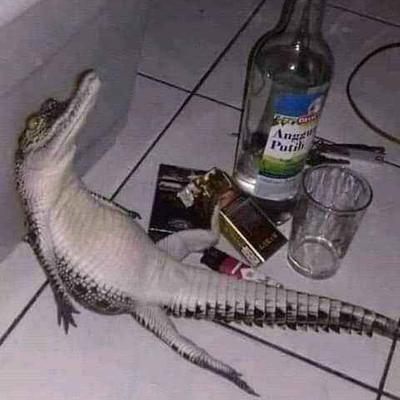 Avatar for Tatu do dominado