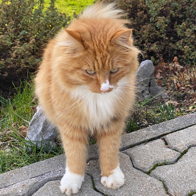 Avatar for The Fediverse is for Cats