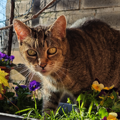 Avatar for stephie :betterpride_flag: