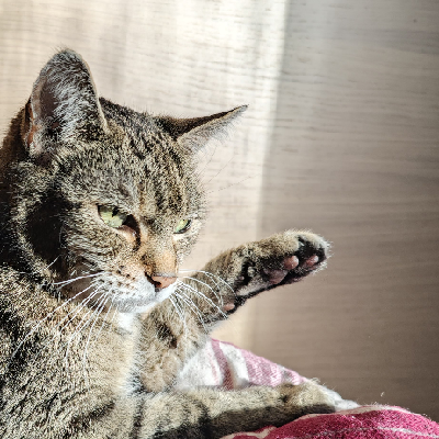 Avatar for stephie :betterpride_flag: