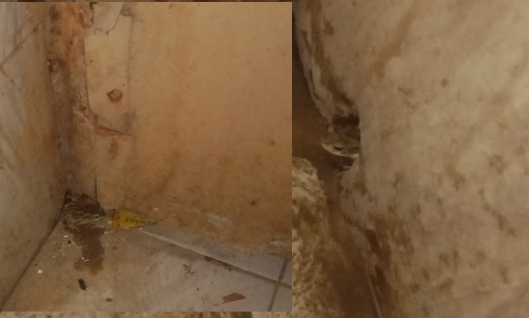 Avatar for Legendsofanus