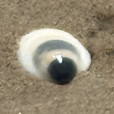 Avatar for Lard Motel