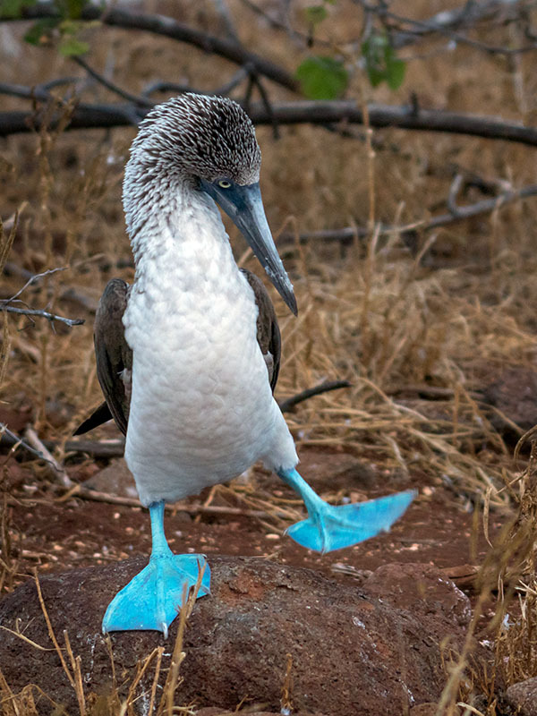 Avatar for BlueFootedPetey