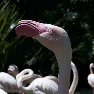 Avatar for sohrobinator