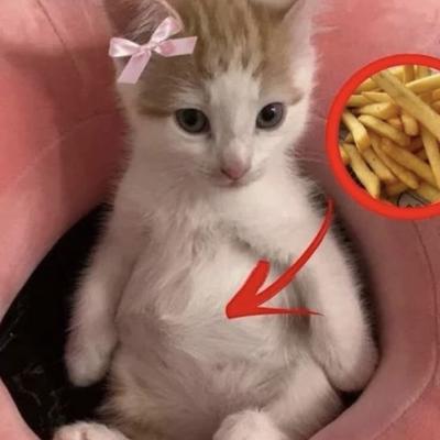 Avatar for A fina flor da vagabundagem na zona